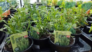 Rosemary