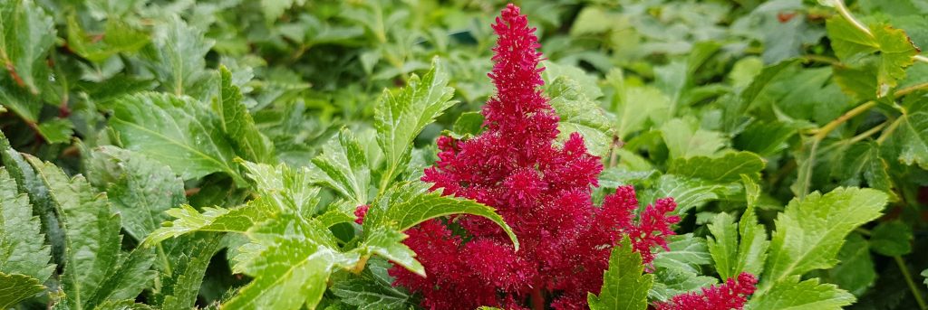 Astilbe