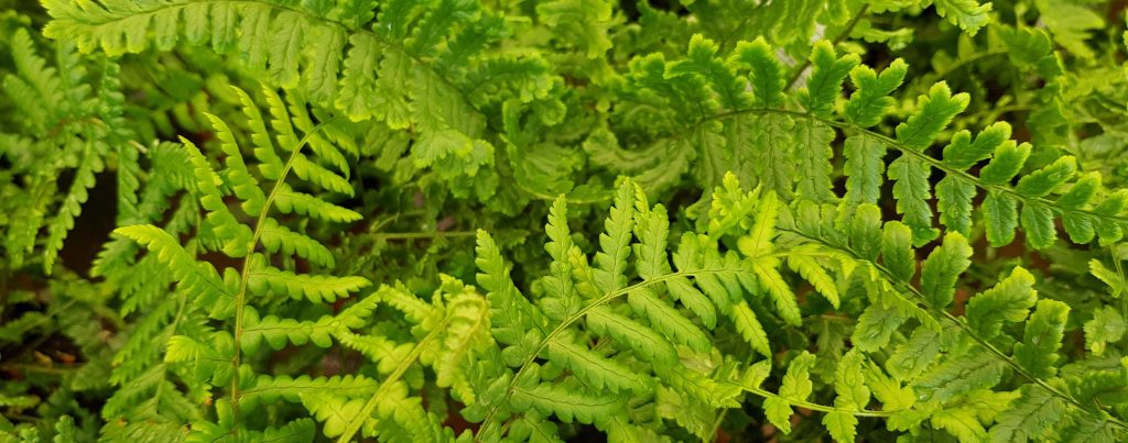 Ferns