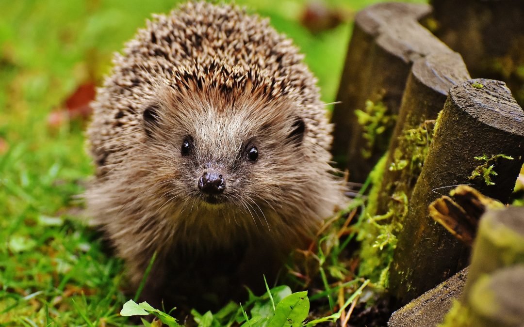 Hedgehog-friendly Gardening 