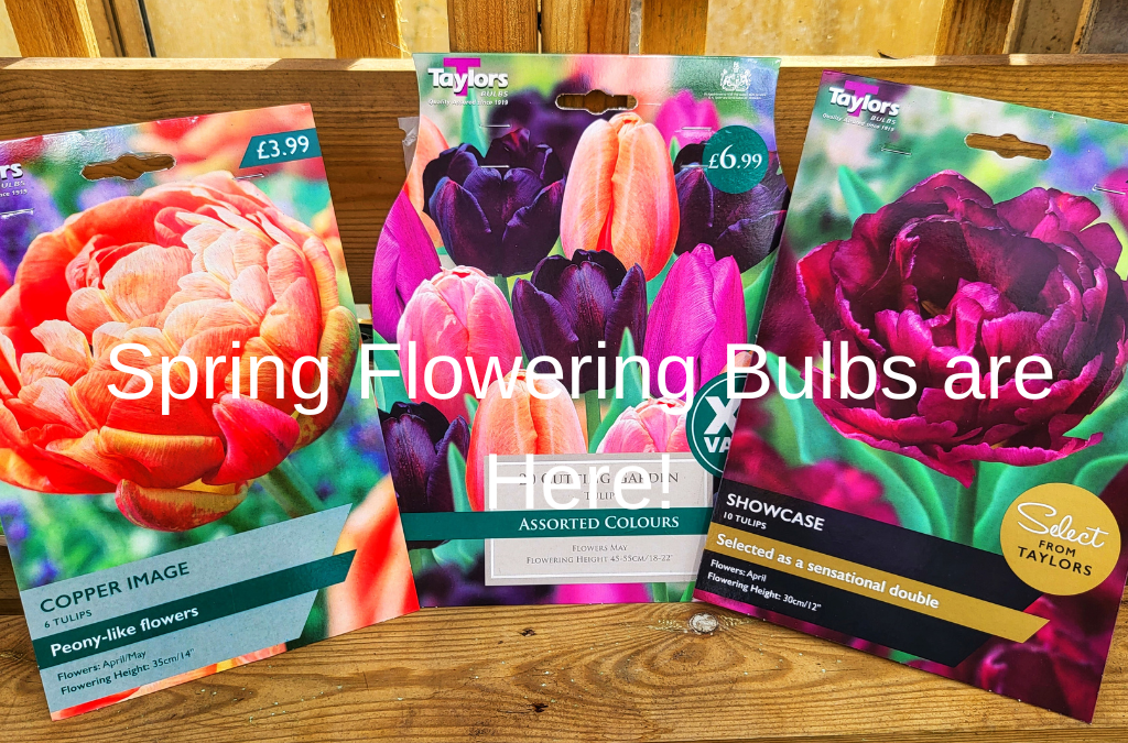 Its Time To Plant Spring Flowering Bulbs