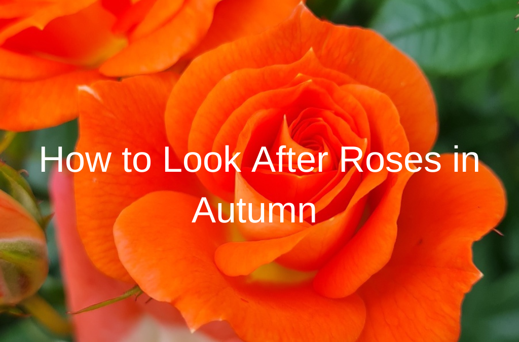 Its The Perfect Time To Plant Roses Root One