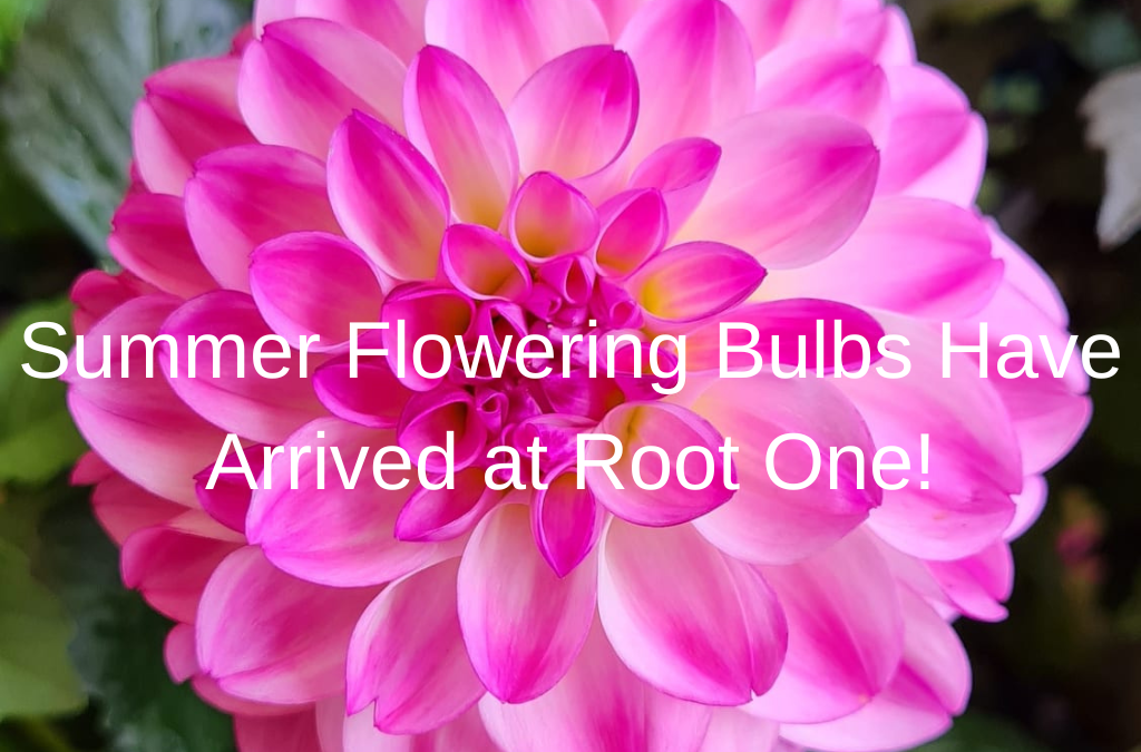 Summer Flowering Bulbs Have Arrived at Root One!