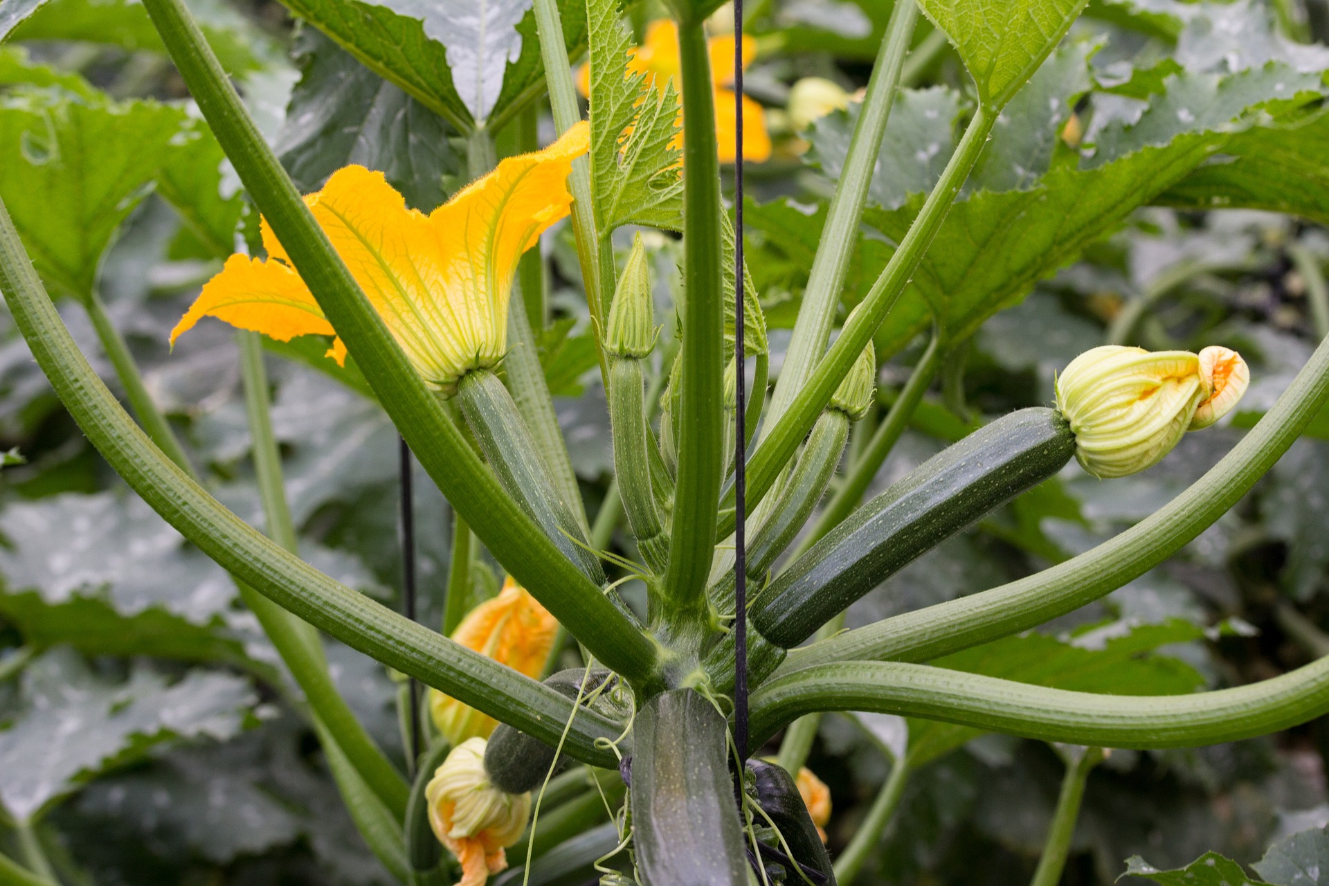 zucchini-g84f696615_1920