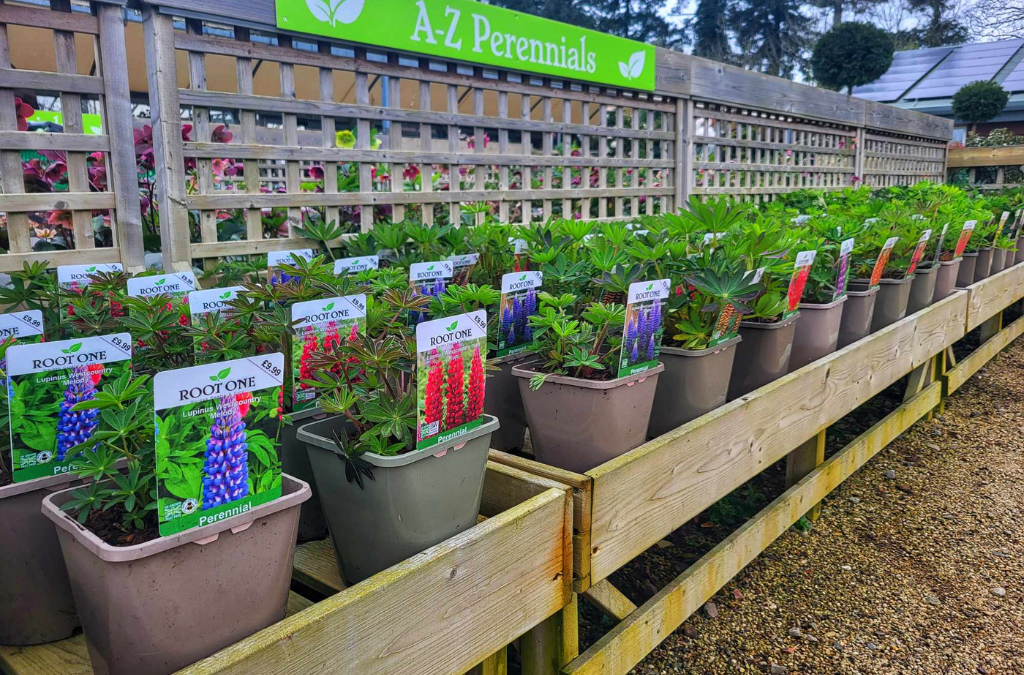 Perennial Plants Have Arrived!